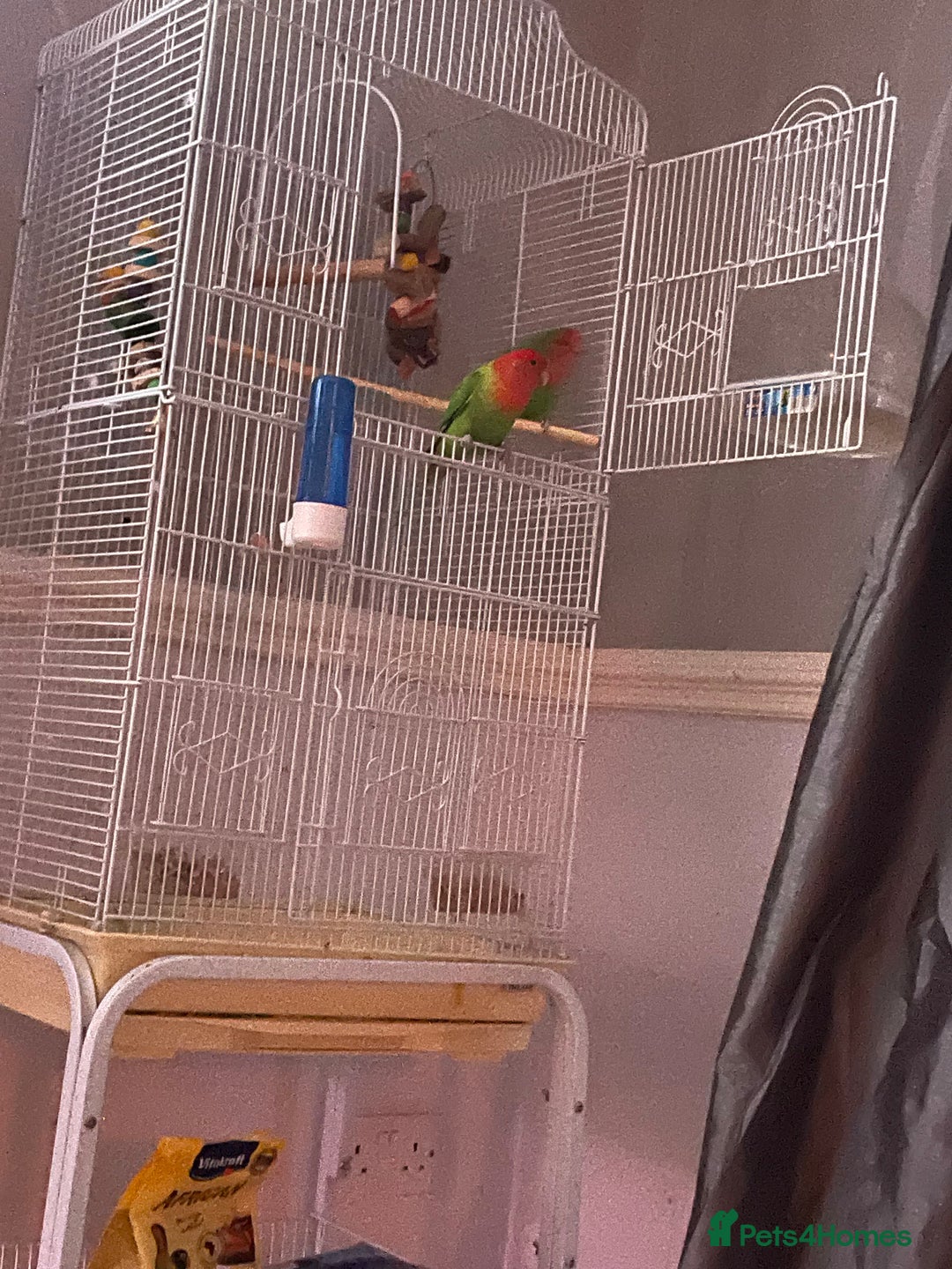 Lovebirds birds for sale: Male an female lovebirds - Image 1