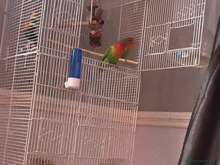 Lovebirds birds - Advert 2