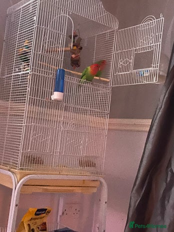 Lovebirds birds - Advert 1