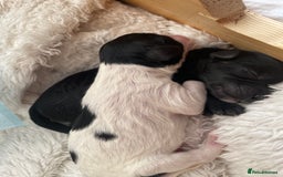 Cavapoo dogs for sale: BEAUTIFUL adorable Toy Cavapoos! - Image 5
