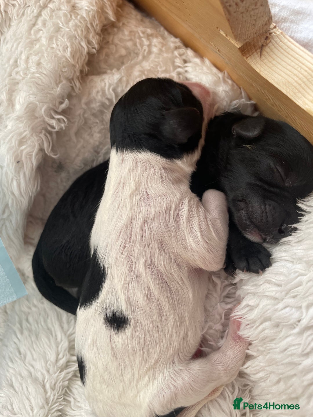 Cavapoo dogs for sale: BEAUTIFUL adorable Toy Cavapoos! - Image 5