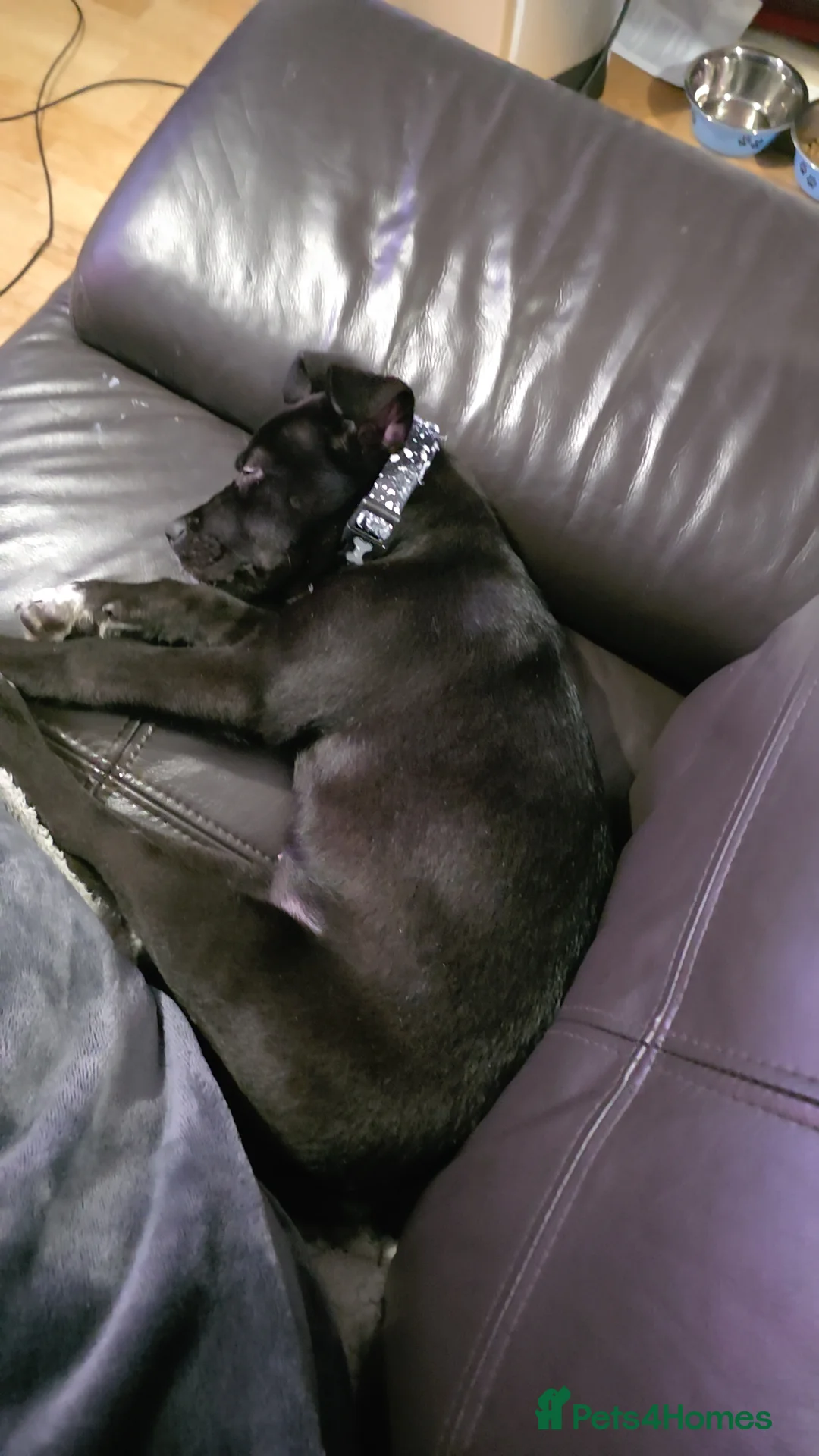 Mixed Breed dogs for sale: Cane corso hybrid Akita's - Advert 3