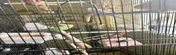 Budgerigars birds for sale: 2 budgies  in Doncaster - Advert 1