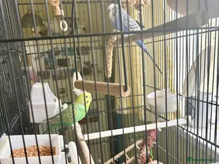 Budgerigars birds 2 budgies in Doncaster - Advert 2