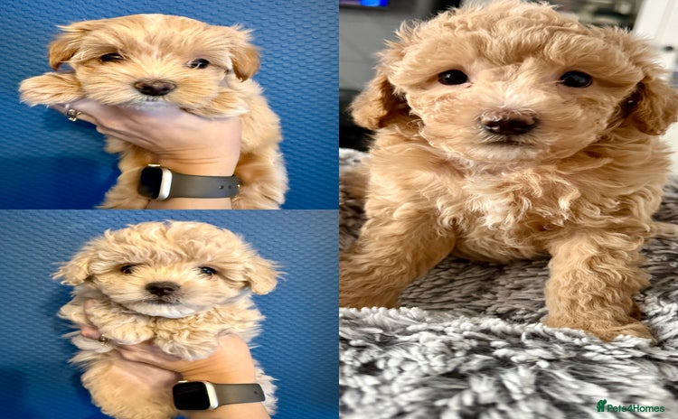 Maltipoo dogs Adorable F1B Maltipoos Ready for new 🏡 - Advert 3