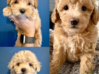 Maltipoo dogs Adorable F1B Maltipoos Ready for new 🏡 - Advert 10