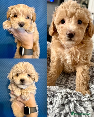 Maltipoo dogs Adorable F1B Maltipoos Ready for new 🏡 - Advert 3