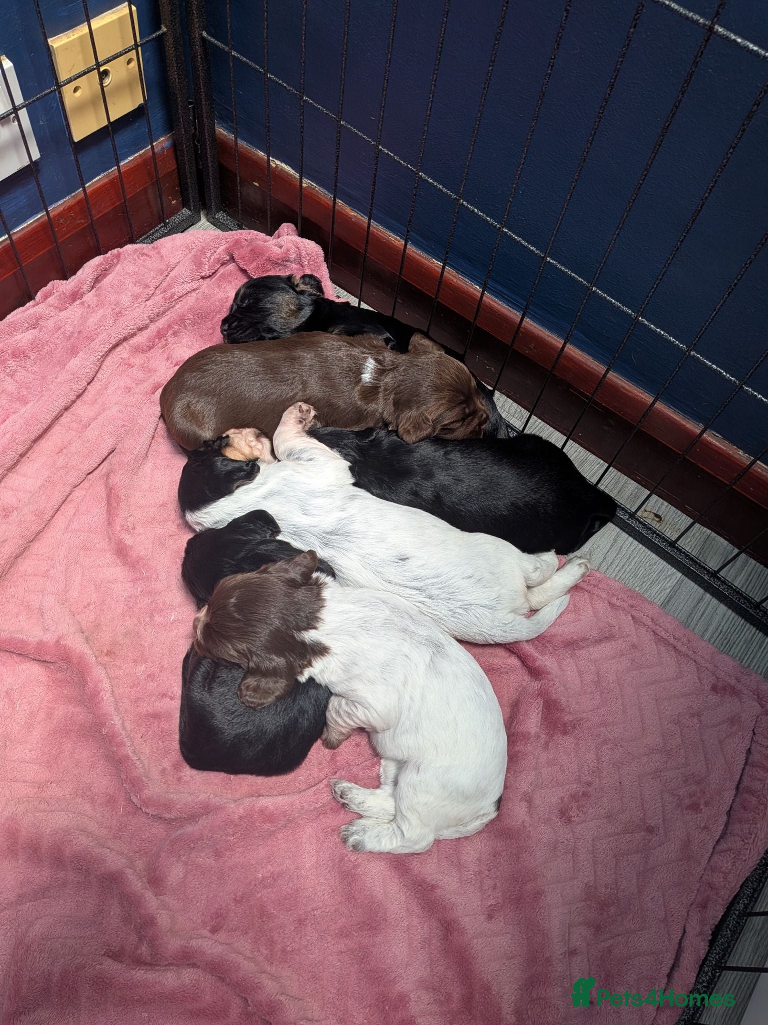 Cocker Spaniel dogs Working Cocker Spaniel puppies 2 girls left - Advert 15