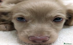 Miniature Dachshund dogs for sale: Miniature dachshund puppies  - Image 3