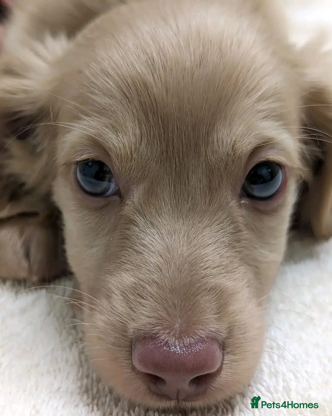 Miniature Dachshund dogs for sale: Miniature dachshund puppies  - Image 3