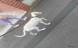 Mixed Breed dogs for sale: Lurcher cross bitch - Image 1
