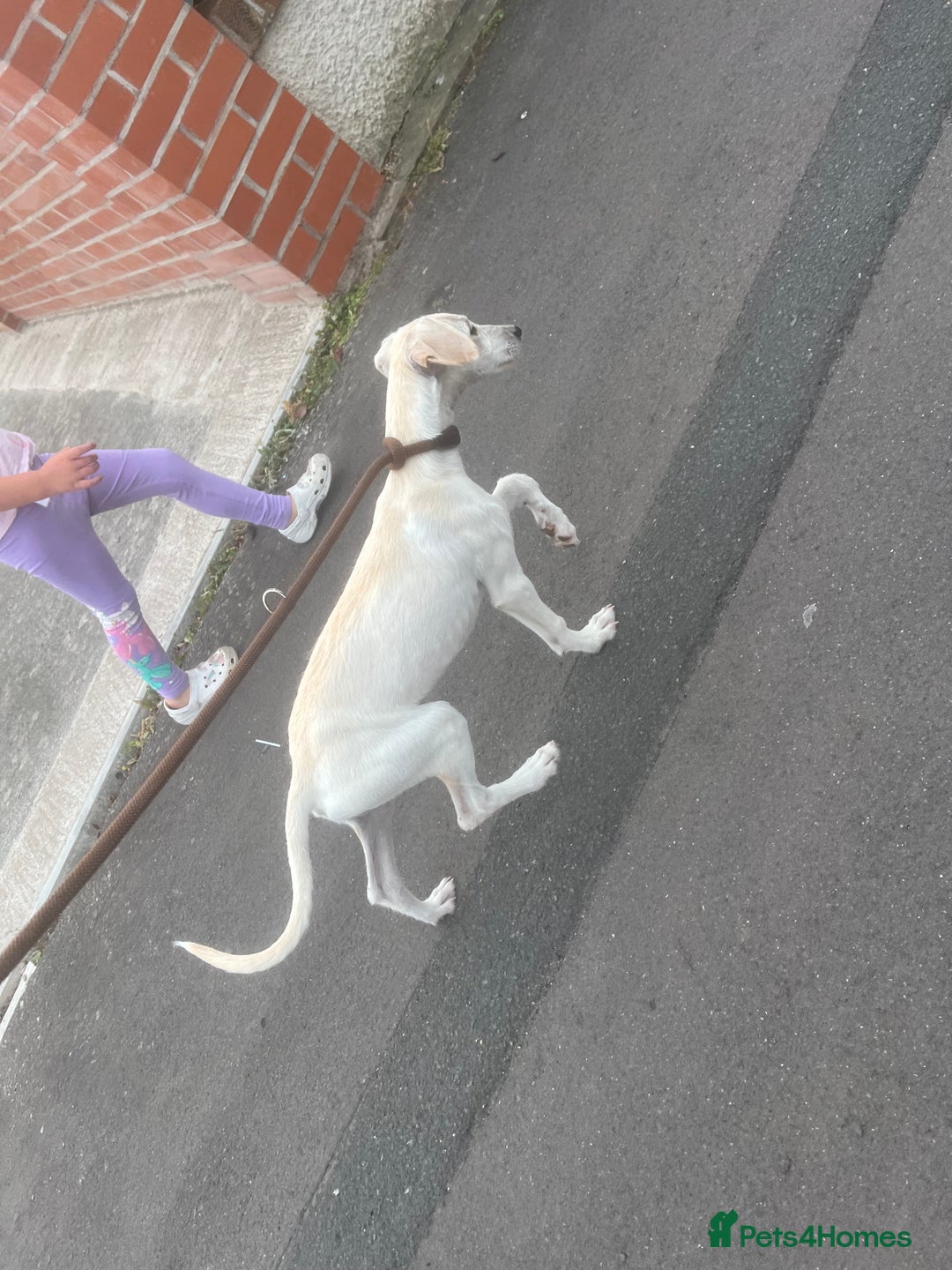 Mixed Breed dogs for sale: Lurcher cross bitch - Image 1