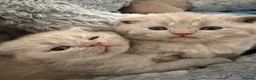 British Shorthair cats for sale: GCCF registered Lilac Kittens  - Advert 4