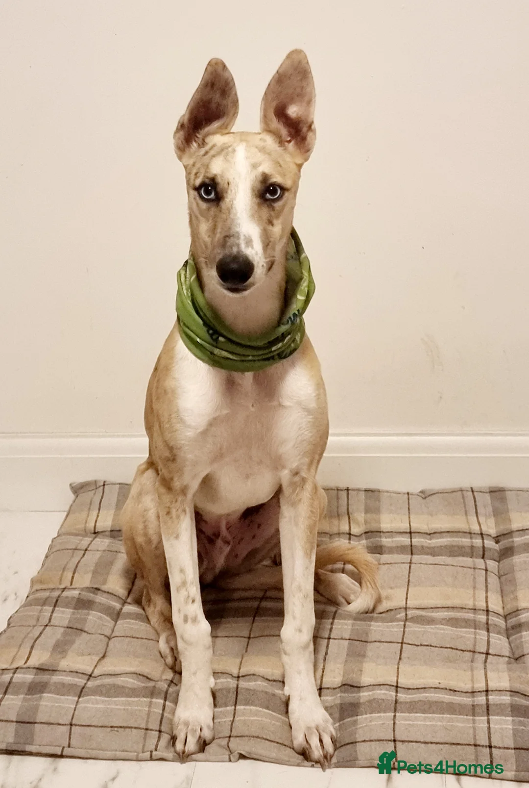 Lurcher dogs for stud: Merle lurcher for stud  in Rotherham - Advert 16