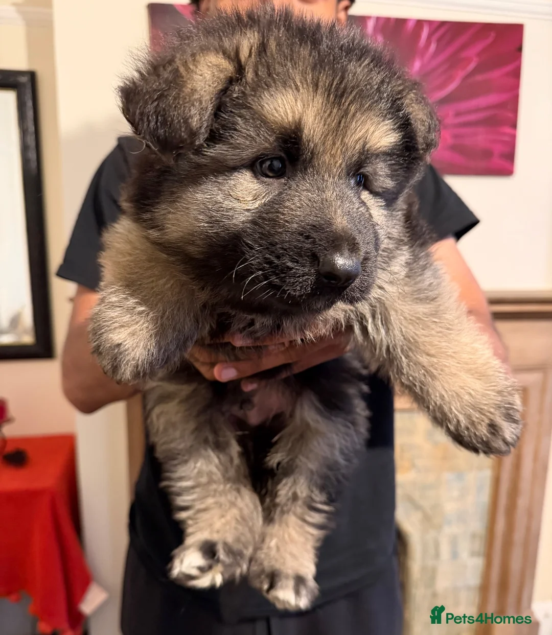 German Shepherd dogs for sale: Beautiful long haired puppies - Advert 5