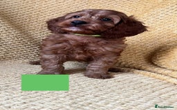 Cockapoo dogs for sale: Beautiful Cockapoo puppies  - Image 3