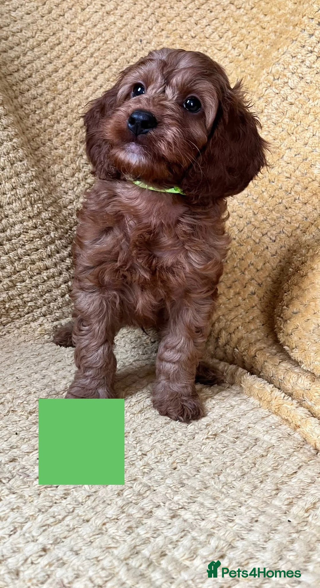 Cockapoo dogs for sale: Beautiful Cockapoo puppies  - Image 3