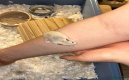 Hamster rodents for sale: roborovski dwarf hamster - Image 7