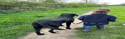 Labrador Retriever dogs for sale: FTCH KC Labrador puppies - Advert 5