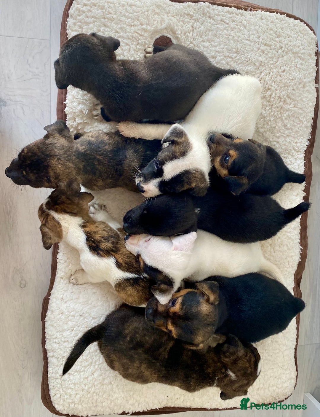 Jack Russell dogs for sale: Bob tail jacks  - Image 24