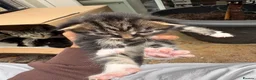 Mixed Breed cats for sale: 5 adorable kittens looking for loving homes - Advert 4