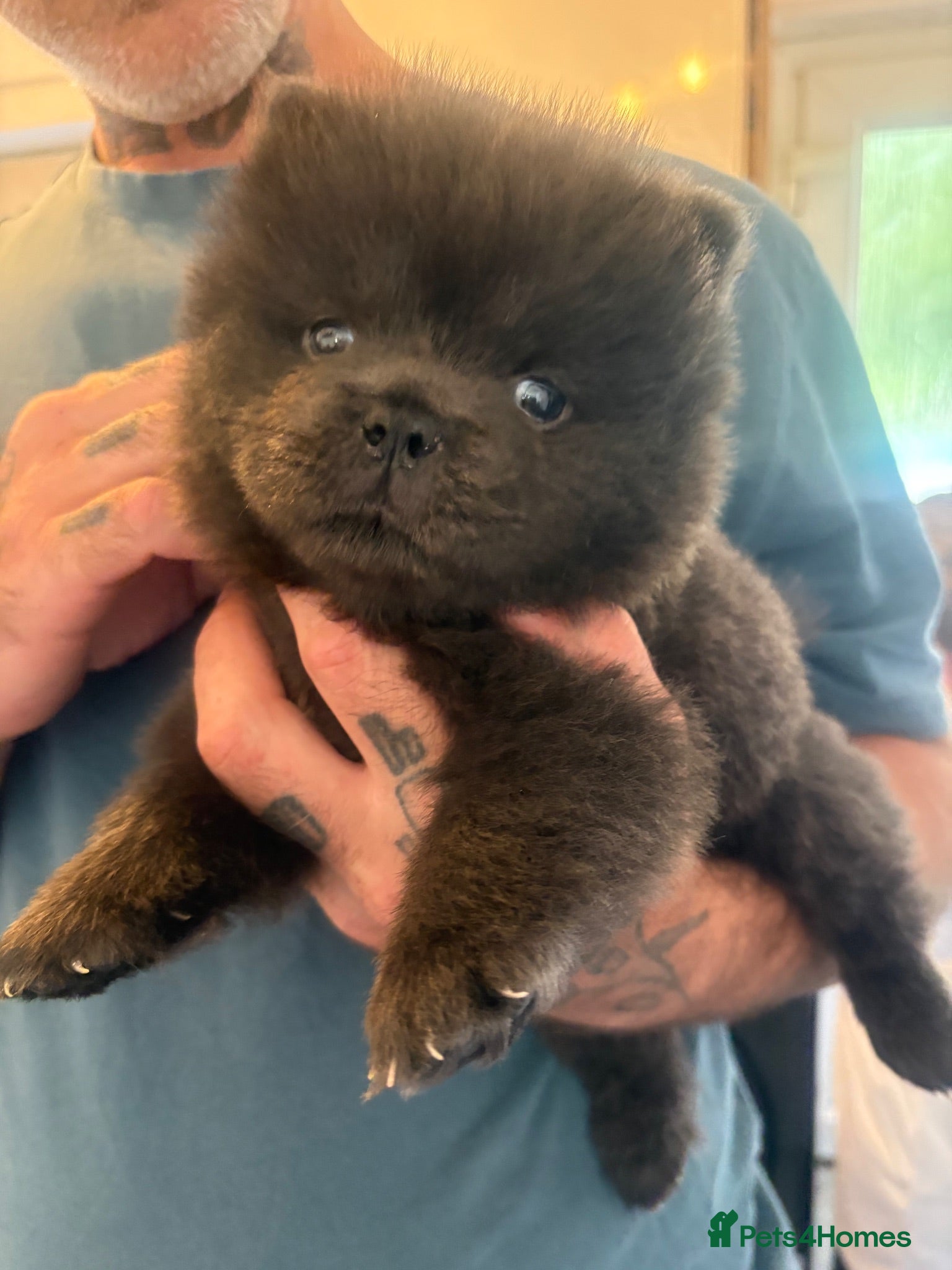 Chow Chow dogs Chow chow puppies 🩷🩷🩷💙🩷🩷🩷 - Advert 6