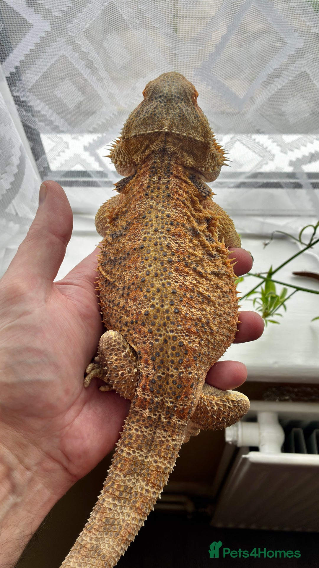 Bearded Dragon reptiles for sale: Beautiful Female bearded dragon with full set up  - Advert 6