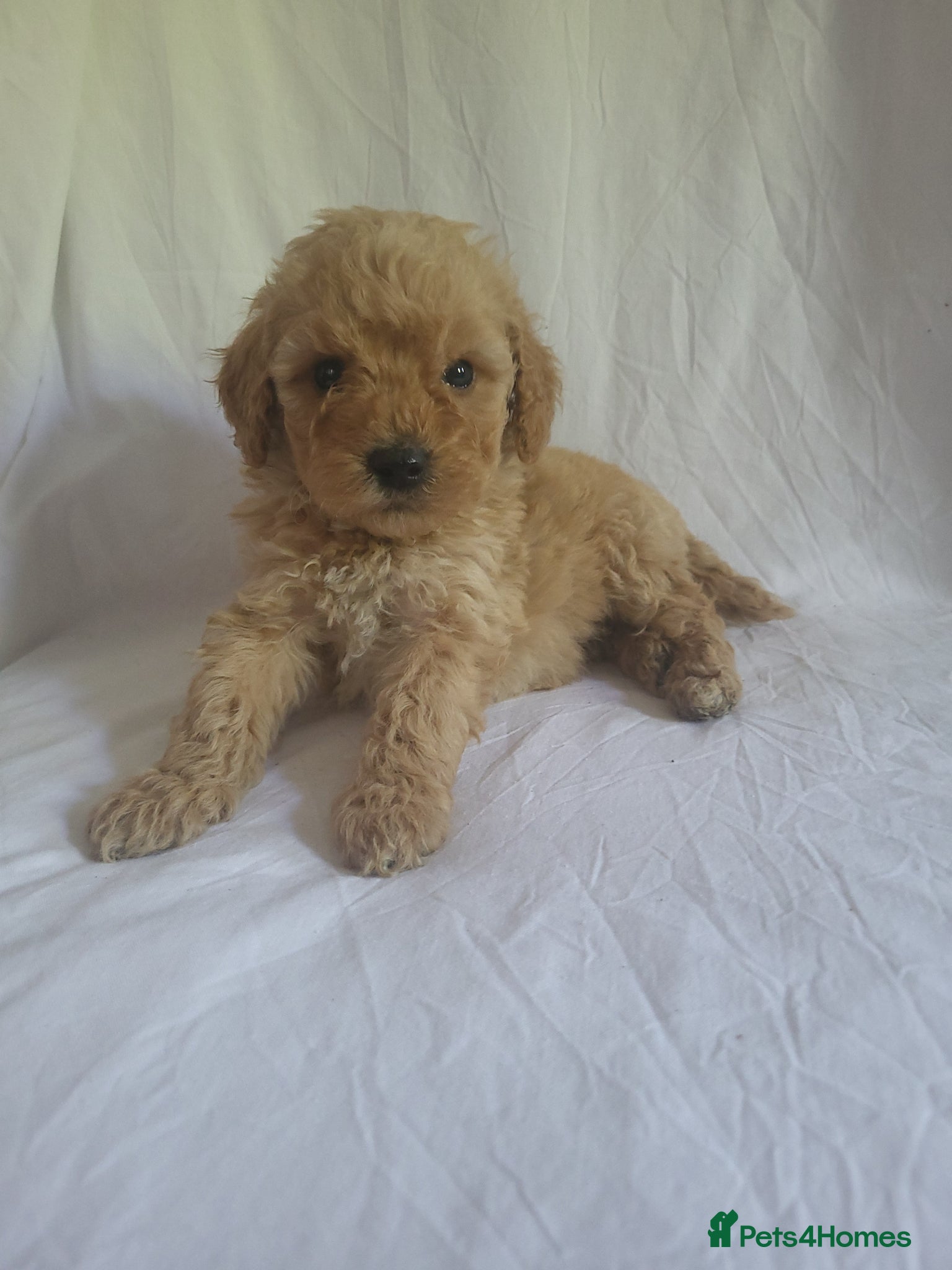 Miniature Poodle dogs Maltpoo puppies 5 🌟 licence breeder  - Advert 2