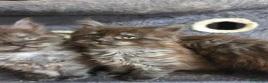 Maine Coon Kitten 4