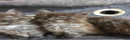 Maine Coon cats for sale: Maincoon kittens  - Advert 3