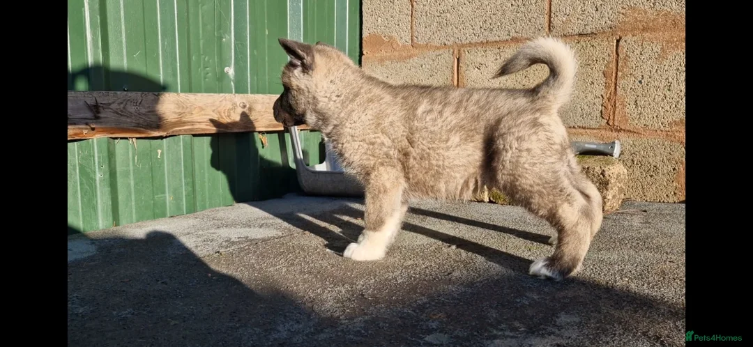 Akita dogs for sale: Adorable American akita puppys - Advert 12