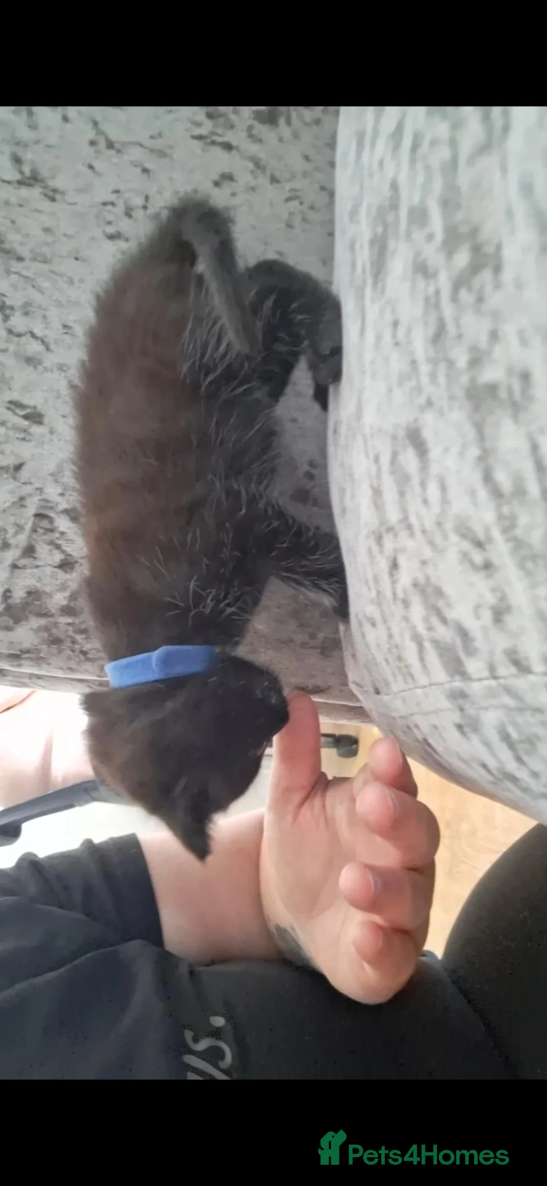 Mixed Breed cats for sale: male kitten - Advert 1