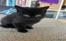 British Shorthair cats for sale: Champion GCCF Black British Shorthair Kittens - Image 11