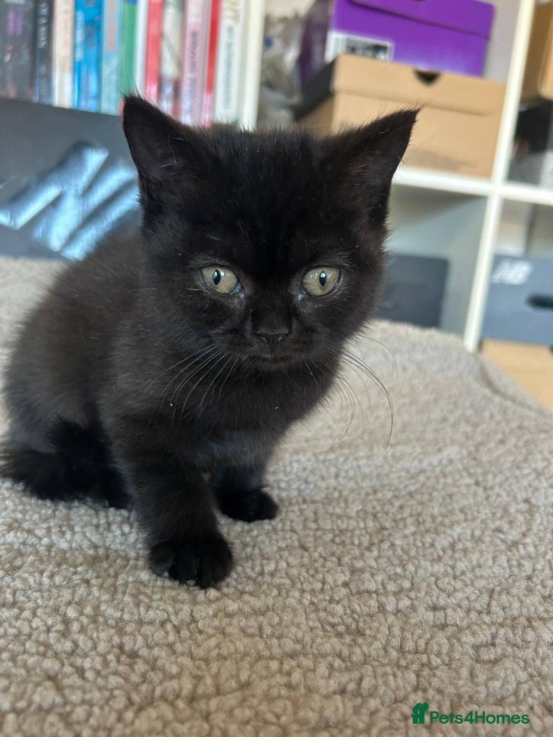 British Shorthair cats for sale: Champion GCCF Black British Shorthair Kittens - Image 11