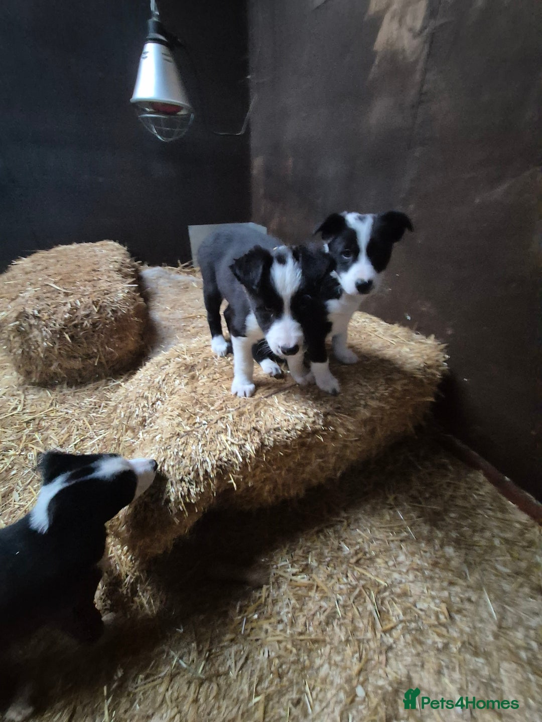 Border Collie dogs for sale: Beautiful border collie pups needing homes - Advert 5