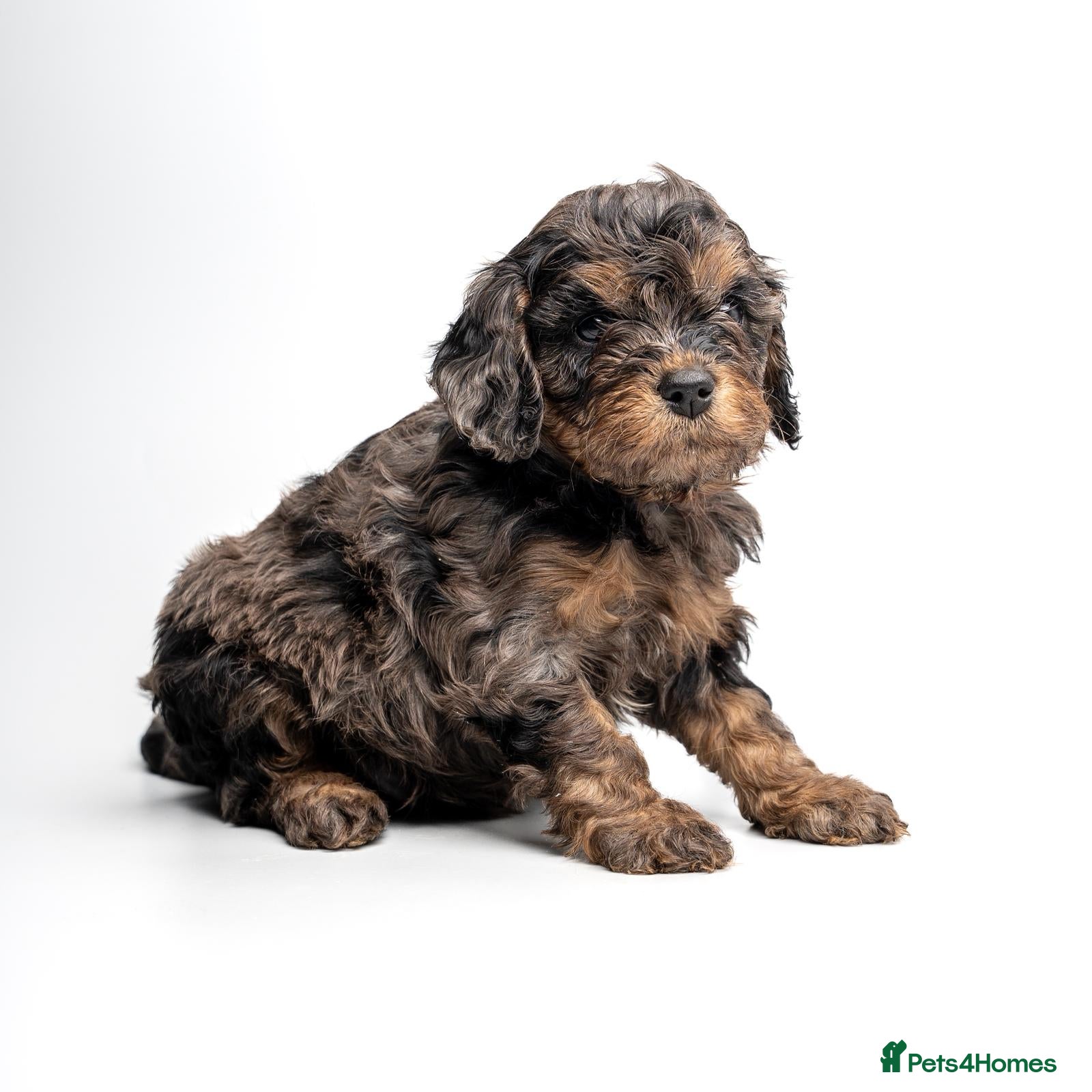 Cavapoo dogs Health Tested Rare Phantom Merle Cavapoos  - Advert 13