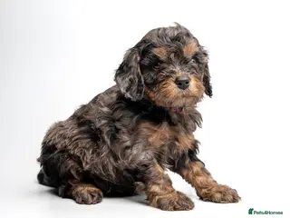 Cavapoo dogs Health Tested Rare Phantom Merle Cavapoos - Advert 13