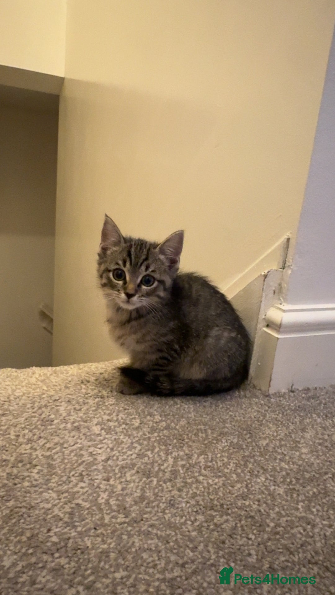 Ragdoll cats for sale: Taddy mixed with ragdoll for sale  - Advert 7