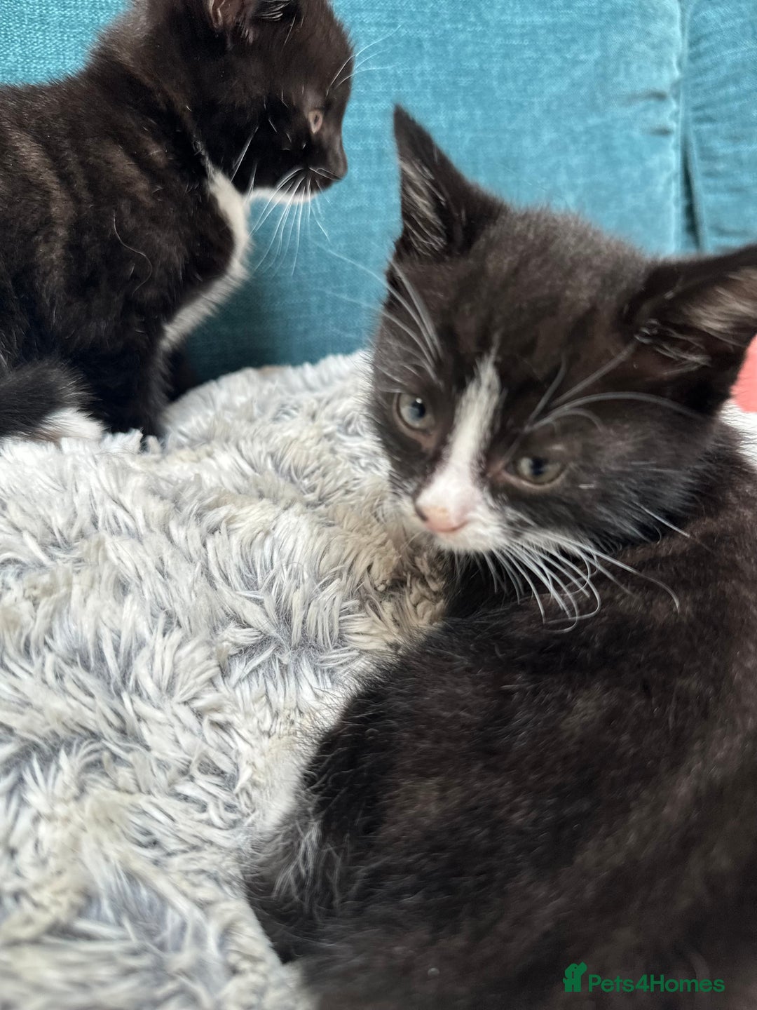 Mixed Breed cats for sale: Beautiful Tuxedo black and white kittens  - Image 5