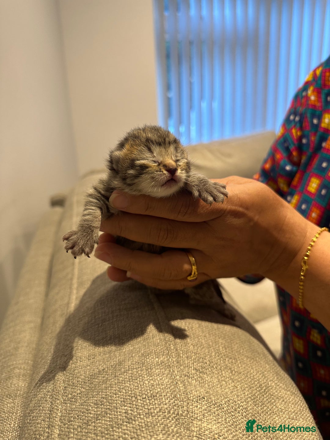 British Shorthair cats for sale: BRITISH SHORT HAIR KITTENS FOR SALE - Image 4