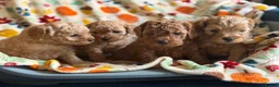 Cavapoo dogs for sale: F2B Home reared Cavapoo Puppies in Maldon - Advert 8