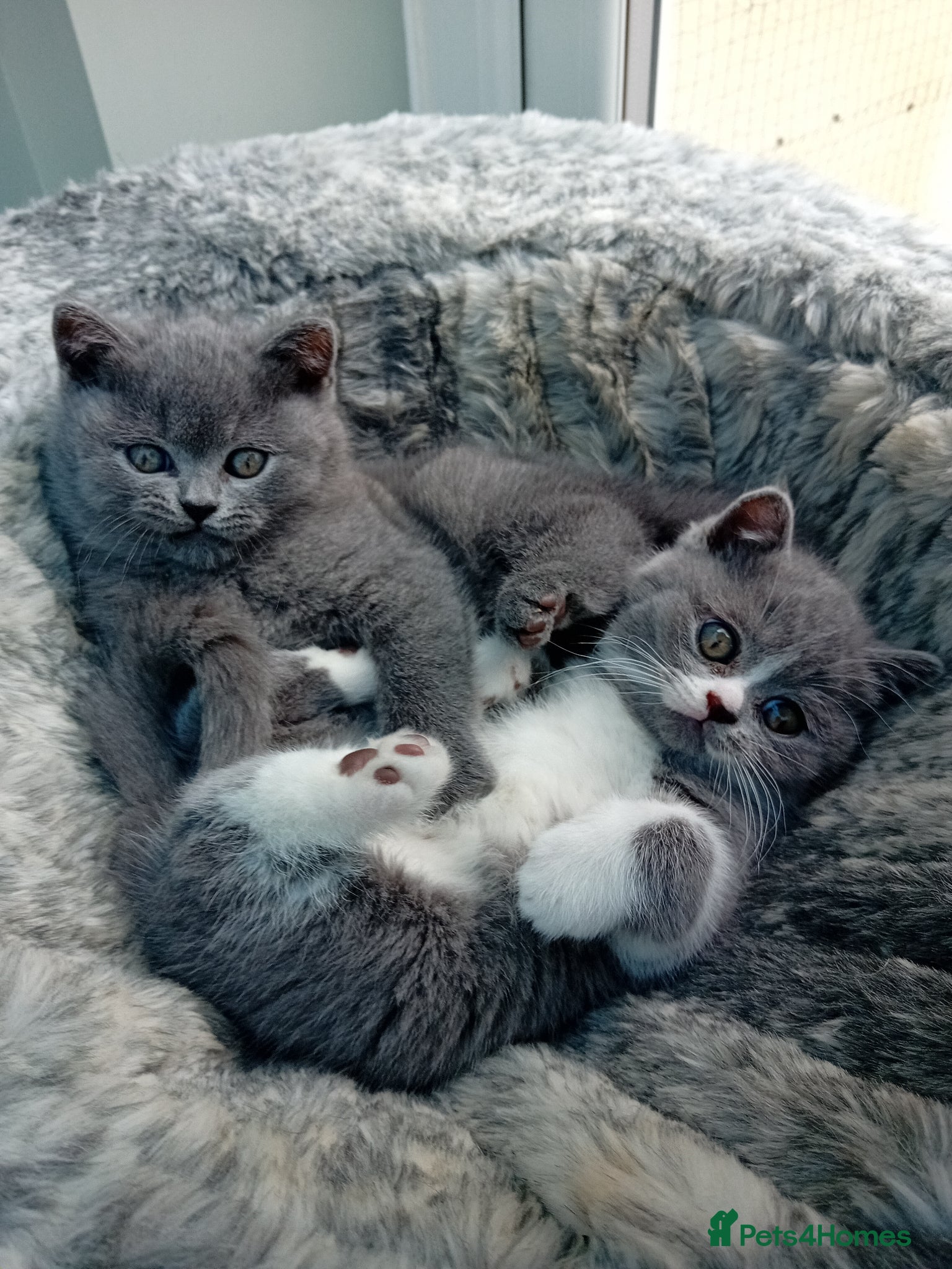 British Shorthair cats Gorgeous British short-haired kittens  - Advert 5