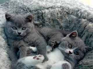 British Shorthair cats Gorgeous British short-haired kittens - Advert 5