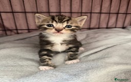 Mixed Breed cats for sale: Kittens for sale  - Image 4