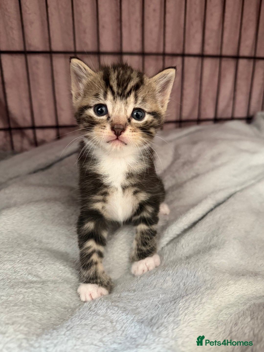 Mixed Breed cats for sale: Kittens for sale  - Image 4