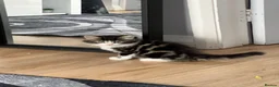 Mixed Breed cats for sale: Kitty for sale  - Advert 3