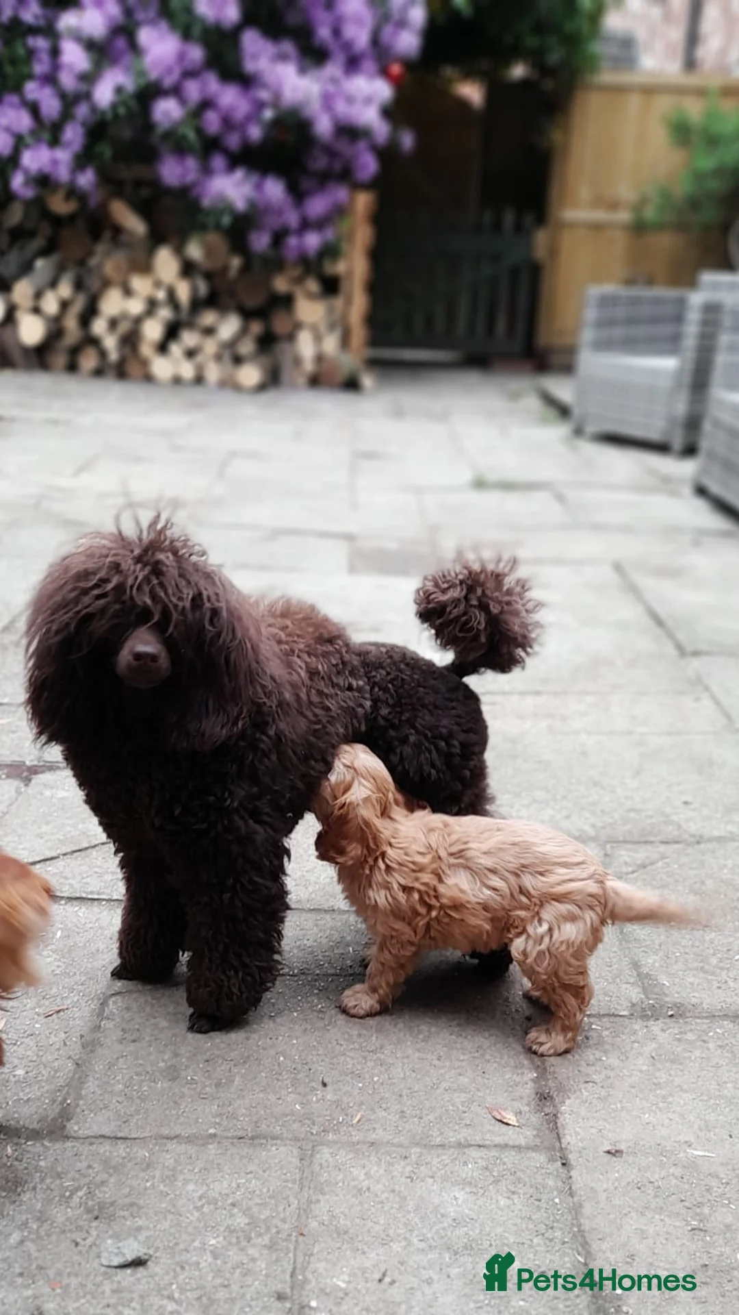 Miniature Poodle dogs for stud: Imported Brown Miniature Poodle & Cavalier Studs in Sutton Coldfield - Advert 13