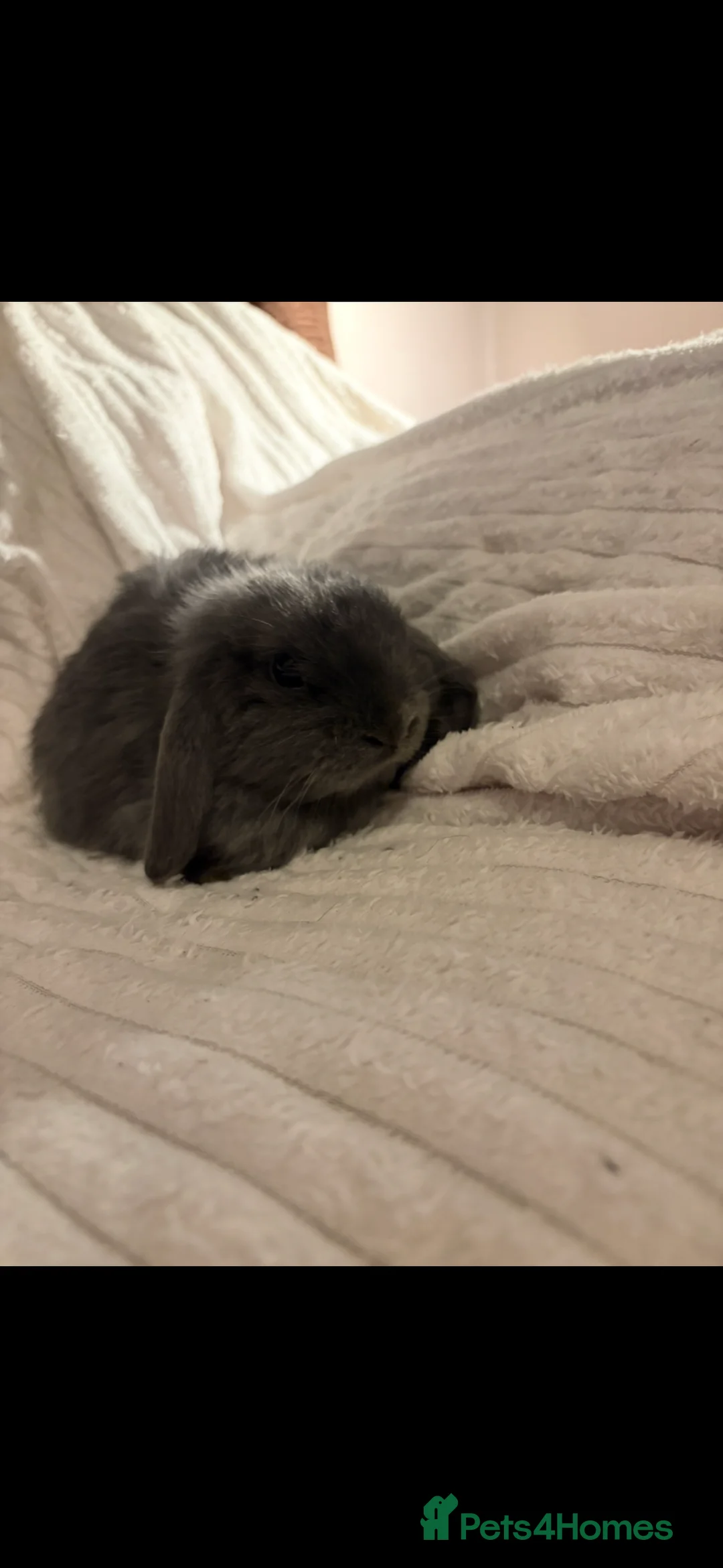 Mini Lop rabbits for sale: Lovely little mini lop baby bunny rabbits - Advert 2