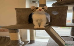 Mixed Breed cats for sale: Adorable Kittens Looking for Forever Homes! 🐱💕 - Image 10