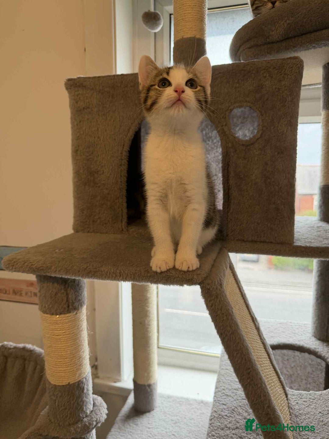 Mixed Breed cats for sale: Adorable Kittens Looking for Forever Homes! 🐱💕 - Image 10